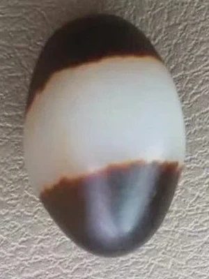 真皮 色界 真皮 色界